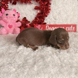 Delilah - Chocolate and tan female Dachshund puppy in Hillsville, Virginia from Bonderosa Kennels
