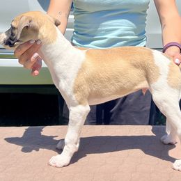 Freyr - White and red male Whippet puppy in Redmond, Oregon from Chappelle Whippets