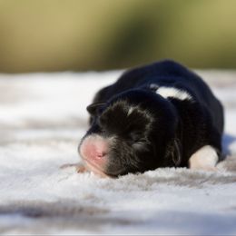 Pecan - Black tri female Miniature American Shepherd puppy in Stephenville, Texas from Diamond H Aussies