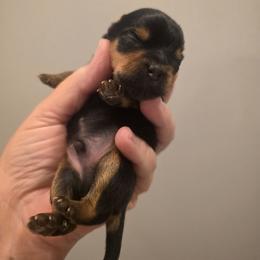 Navy - Black and gold male Yorkshire Terrier puppy in Clermont, Florida from Bella's Prissy Butts