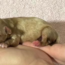 Goldie - Apricot female Maltipoo puppy in Alexander, Arkansas from Durham's Designer Poos