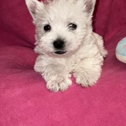 Girl 2 - White female West Highland White Terrier puppy in Scurry, Texas from Karen Williams's West Highland White Terriers