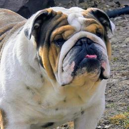Rip - Bulldog