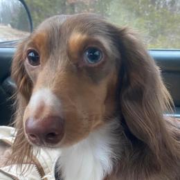 Pumpkin - Dachshund