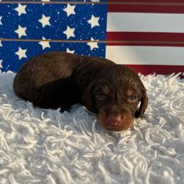 Blake - Chocolate and tan male Dachshund puppy in Colbert, Oklahoma from Brooke Crenshaw