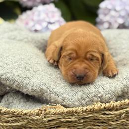 Glory - Yellow female Labrador Retriever puppy in Puyallup, Washington from 12 Door Farm Labradors