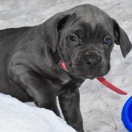 Pink - Gray female Cane Corso puppy in Sault Ste Marie, Michigan from Willow Creek Cane Corsos