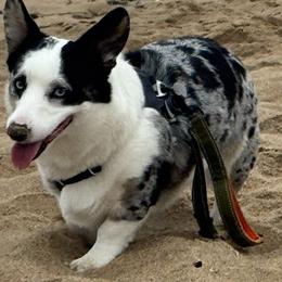 Astra - American Corgi