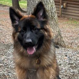 German Shepherd All Grown Up from Oakley Acres Shepherds