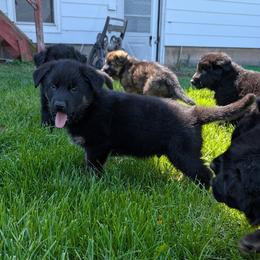 German Shepherd Puppies from Von Nikolaos German Shepherds