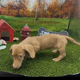 Red Smooth Male - Red male Dachshund puppy in Killeen, Texas from Southern Dachshunds