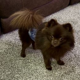 Tramp - Chocolate male Pomeranian puppy in Bourbonnais, Illinois from T & D Poms