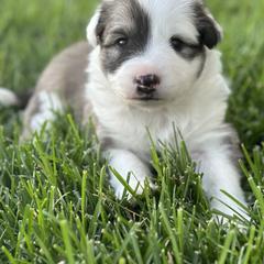 Icelandic Sheepdog Puppies from Tobiasson icie