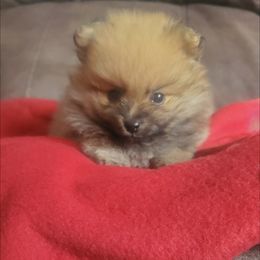Pomeranian Puppies from Fancy Paws Pomeranian