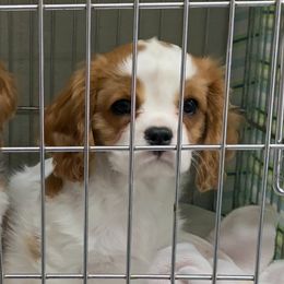 Cavalier King Charles Spaniels from Pam's Pups