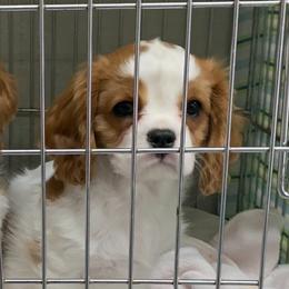 Cavalier King Charles Spaniels from Pam's Pups
