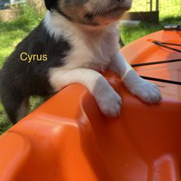 Australian Shepherd Puppies from The Joyful Australian Shepherd