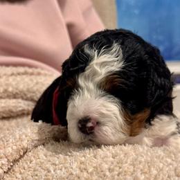 Mack - Tri-color male Bernedoodle puppy in Auburndale, Florida from Florida Mini Bernedoodles