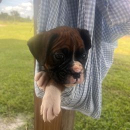 Teal collar - Fawn male Boxer puppy in Center Hill, Florida from Rogers Farm’s Beloved Boxers