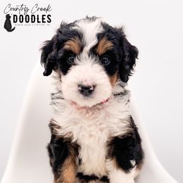 Rachel - Tri-color female Bernedoodle puppy in Tipton, Indiana from Country Creek Doodles