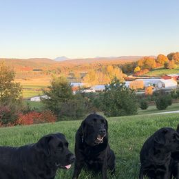 Labrador Retriever All Grown Up from Shadowfax Labradors
