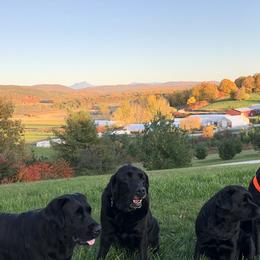 Labrador Retriever All Grown Up from Shadowfax Labradors