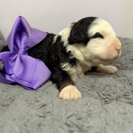 Girl 1 - Tri-color female Bernedoodle puppy in Wytheville, Virginia from Pine Brook Pups