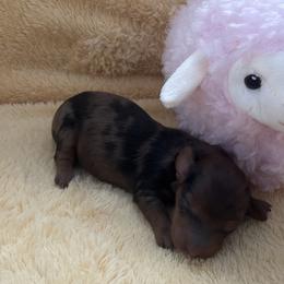 Letta - Dapple female Dachshund puppy in Humphreys, Missouri from Foster’s Dachshunds