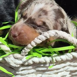 AKC Chocolate Dapple Pie mini Dachshund male. Full breeding rights available. - Dapple male Dachshund puppy in Las Cruces, New Mexico from The Dachshund Den