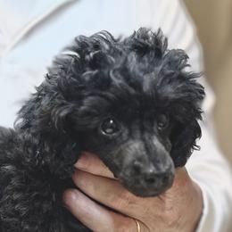 AKC Champion Sired Rocky DNA Tested OFA Certified Lines - Black male Poodle puppy in Jacksonville, Alabama from Abounding Poodles