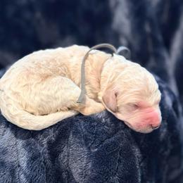 Walt Disney - Cream male Goldendoodle puppy in Houston, Texas from Were The Mack'Doodles