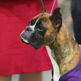 Slush - Boxer