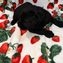 Giant Schnauzer Puppies from Toledo Bend Giants Vom Zitronen