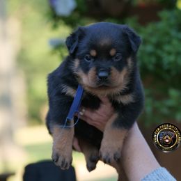 Blue - Black and mahogany male Rottweiler puppy in Kittanning, Pennsylvania from Steel City's Von Der Preis Rottweilers