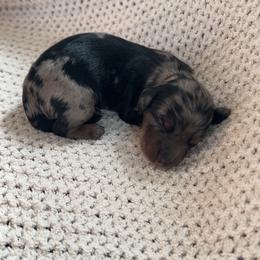 Zuma - Dapple male Dachshund puppy in Lumberton, Mississippi from Doris’ Darlin Doxies & Doodles