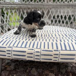 Light Blue - Blue roan female English Cocker Spaniel puppy in Ohatchee, Alabama from Otter Creek Kennels