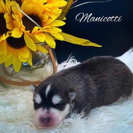 Boy - Black and white male Pomsky puppy in Venus, Pennsylvania from Hemlock Pines Pomsky