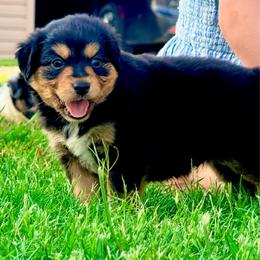 Thunder - Black tri-color male Australian Shepherd puppy in Mineral Wells, Texas from A6 Australian Shepards