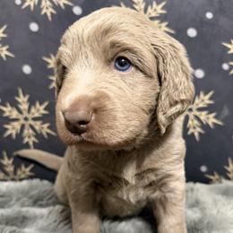 Taylor - female Long Haired Weimaraner puppy in Blanchardville, Wisconsin from Northern Bluegrass Weimaraners