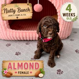 Almond - Chocolate female Goldendoodle puppy in Miami, Florida from Jade’s Paws & Co. Of Miami LLC
