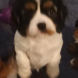 Truffle - Christmas special - Tri-color female Cavalier King Charles Spaniel puppy in East Providence, Rhode Island from Marta's Cavaliers