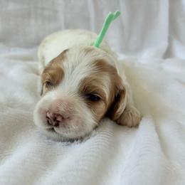 Rosalina - Red and white female Cockapoo puppy in Adrian, Oregon from ApplebyFarm