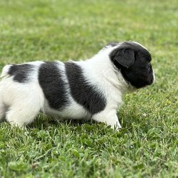 Boxer and French Bulldog Puppies from Furevermore Boxers and Furevermore Frenchies