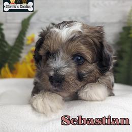 Goldendoodle and Shihpoo Puppies from Bellady's Shihpoos