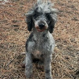 Chloe - Merle female Goldendoodle puppy in Monument, Colorado from Colorado Dreamin Doodles