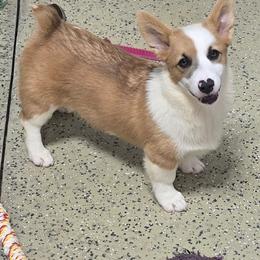 LUCY - Sable female Pembroke Welsh Corgi puppy in Walker, Iowa from Double K Corgis