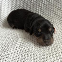 Dachshund Puppies from Morgan Burtenshaw