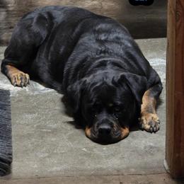 Synuhmin - Rottweiler