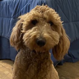 Shella - Goldendoodle