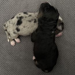 Miniature Australian Shepherd puppies from Bluebonnet Mini Aussies